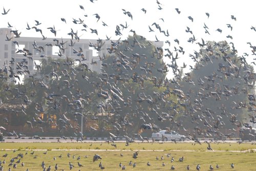 pigeons  fly  scatter