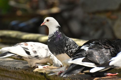pigeons  various  watering hole