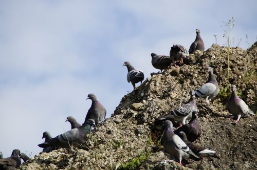 pigeons meeting many
