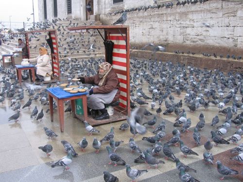 pigeons istanbul feeding