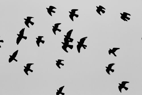 pigeons birds flock