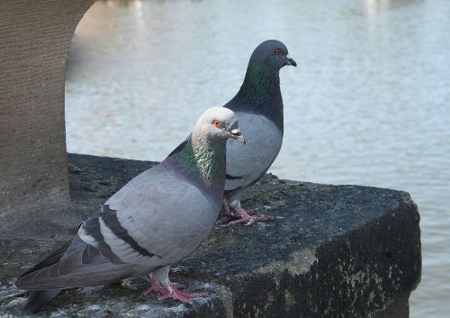 pigeons bird eye