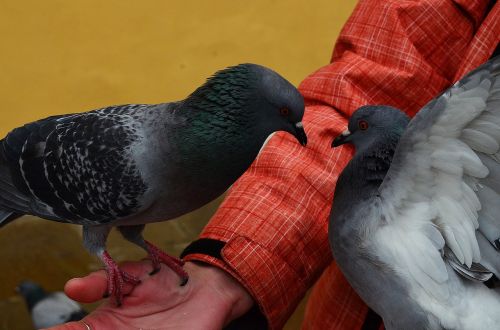 pigeons fight hands