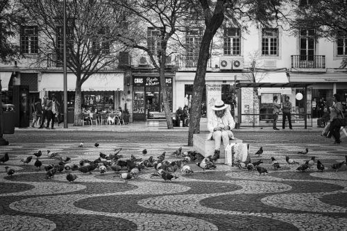 pigeons pedestrian area birds