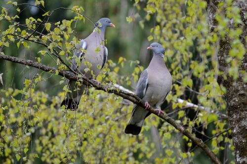 pigeons pair birds