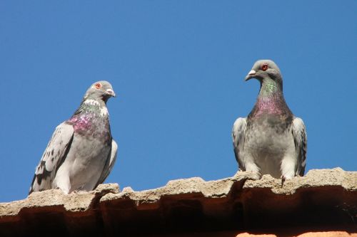 pigeons roof birds