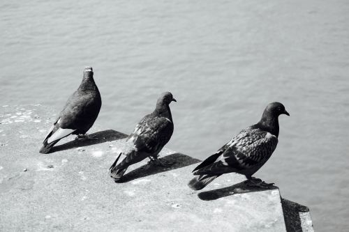 pigeons group urban