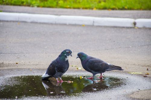 pigeons love birds