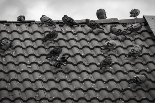 pigeons roof tile