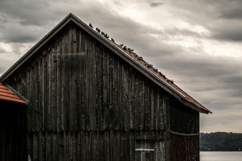 pigeons scale wood shed