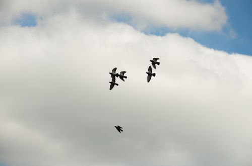 Pigeons In The Sky