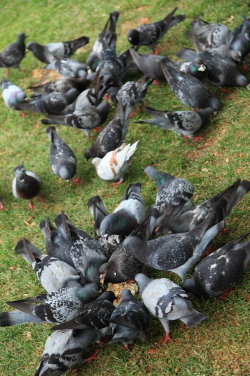 Pigeons Feeding