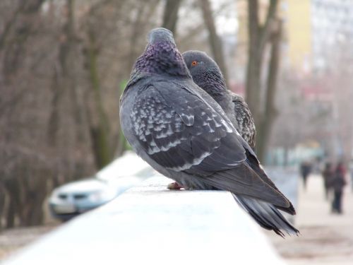 pigeons on the fence pigeons fence