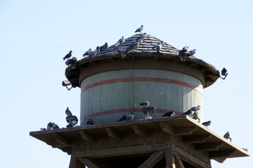 Pigeons On Water Tower