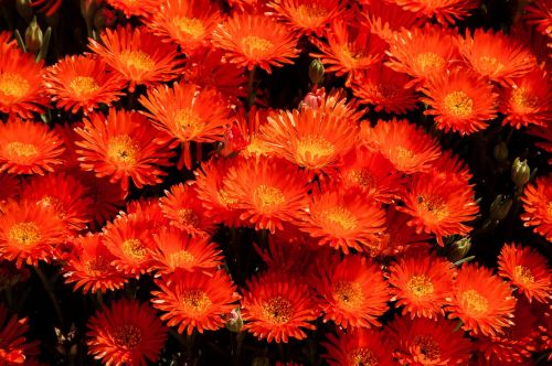 pigface flowers bloom