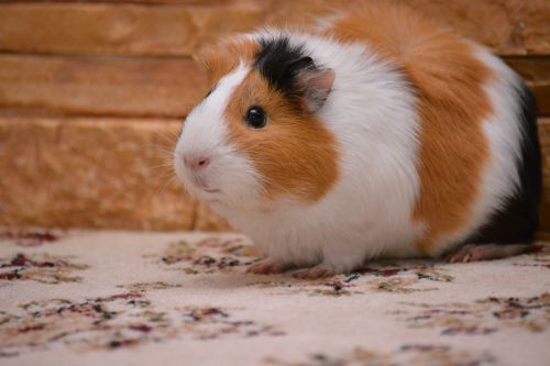 piggy guinea pig pet