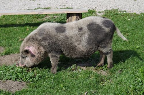 piggy bank dirty the pig