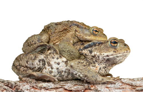 piggyback toad frog