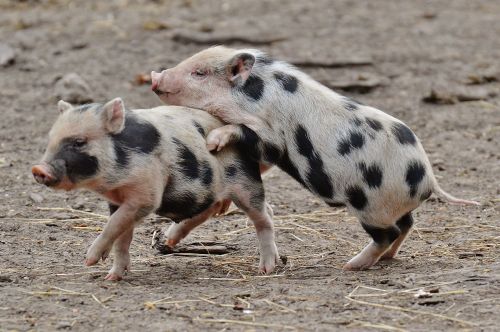piglet wildpark poing small pigs
