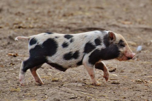 piglet wildpark poing small pigs