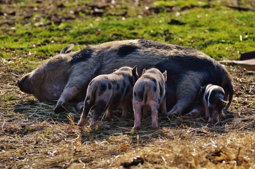 piglet wildpark poing mama