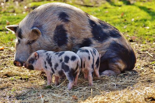 piglet wildpark poing mama