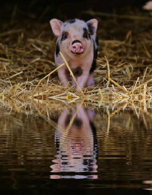 piglet mirroring water