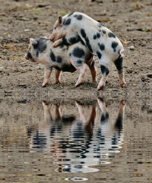 piglet mirroring water
