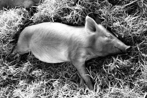 piglet sleeping pig