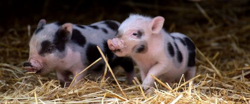 piglet small pigs mini