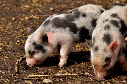 piglet small pigs mini