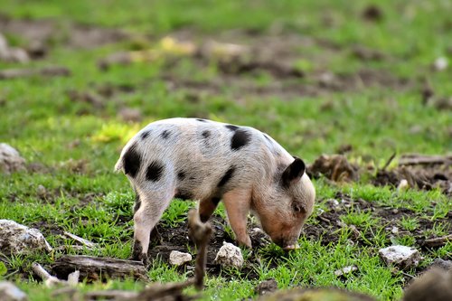 piglet  small pigs  mini