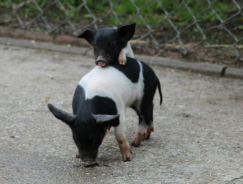 piglet pigs mini pigs