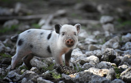 piglet  small pigs  mini