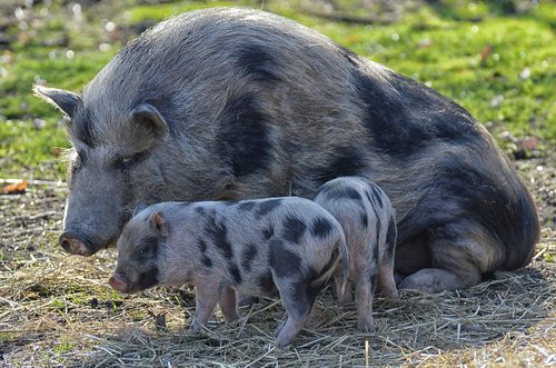 piglet  mama  young animals