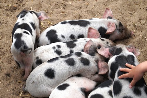 piglet  pigs  animal children