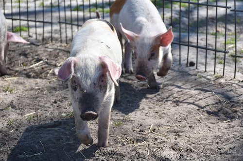 piglet  young  small