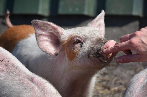 piglet  young  small