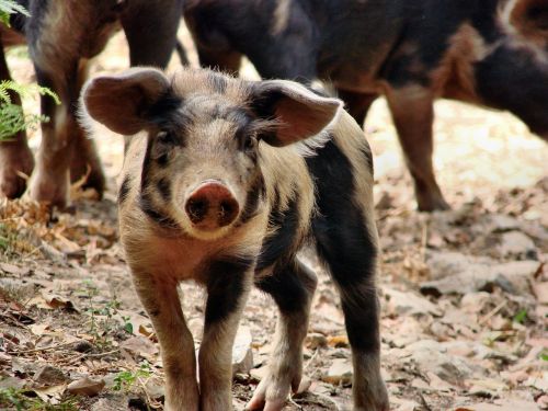 piglet pig happy