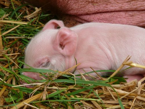 piglet pig sleeping