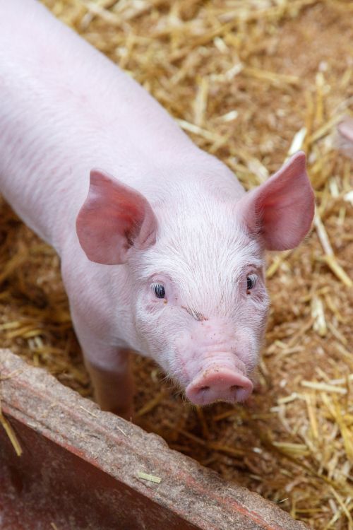 Piglet On Farm