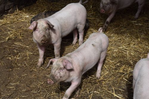 piglets pigs farm