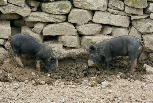 piglets shoats pigs