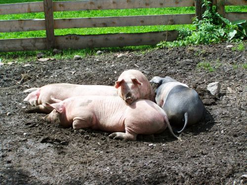 piglets pigs rest