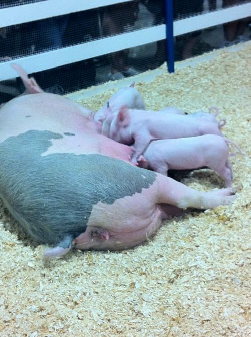 Piglets Feeding From Mother