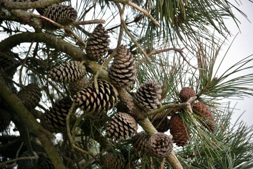 Pine Trees On The Branch
