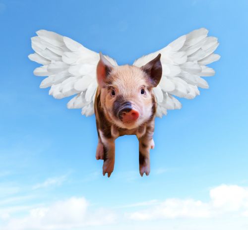 pigs fly funny
