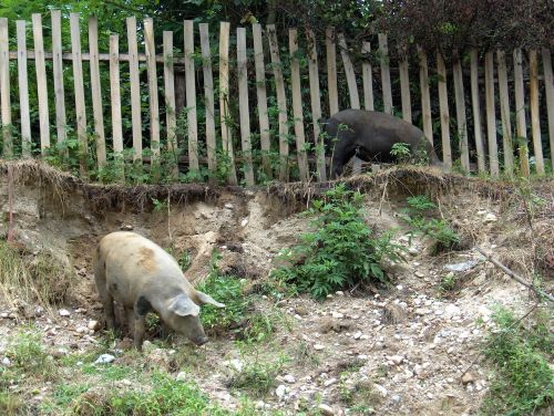 pigs village fence