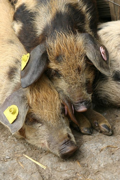 pigs animal piglet