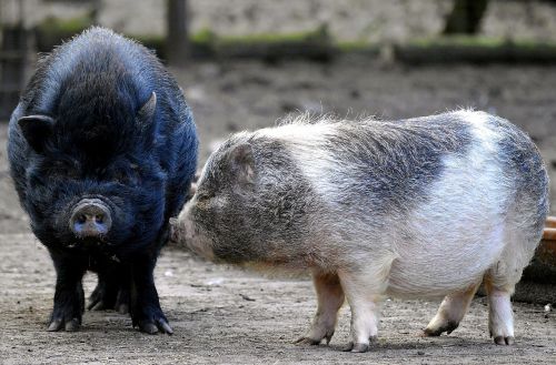 pigs hanging belly bristles